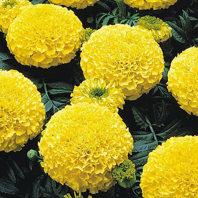 CRGO SUNFLOWER , SURAJMUKHI Seed(25 per packet)