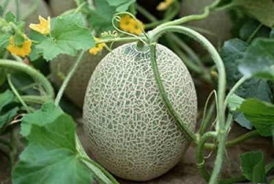 CYBEXIS GBPUT-44 - Muskmelon for Gardening - (150 Seeds) Seed(150 per packet)