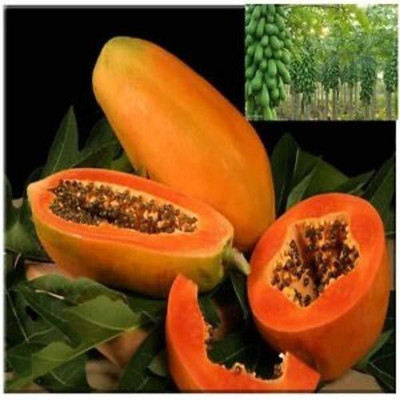 KANAYA Papita Seed(400 per packet)