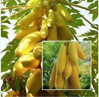 KANAYA Papita Seed(400 per packet)