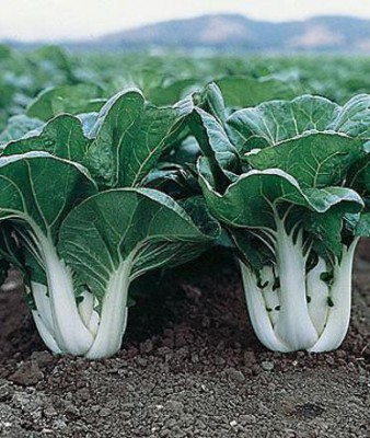 MKR Enterprises Cabbage Seed(200 per packet)