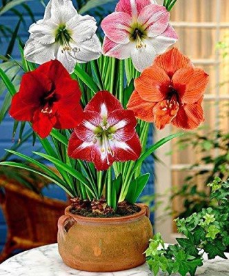 Audbhidhi Amaryllis lily Flower Bulbs for Home Gardening Seed(8 per packet)