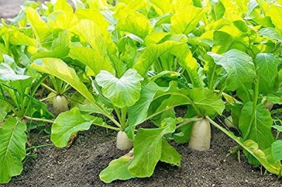 Aywal Hybrid Vegetable Seeds - Mooli Seeds - (White Long Radish) Seed(140 per packet)