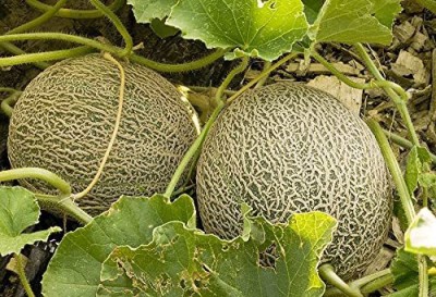 CYBEXIS HUA-14 - Muskmelon for Kitchen Gardening - (1350 Seeds) Seed(1350 per packet)