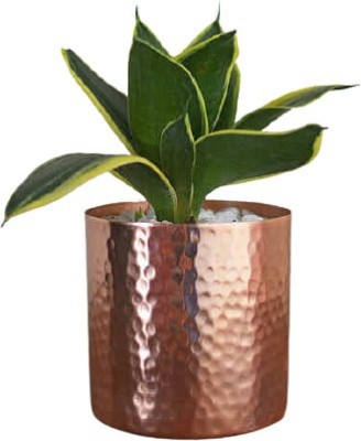 Skywalk Plant Container Set(Metal)