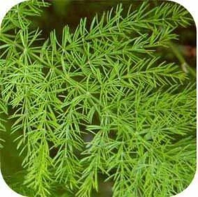 ADITYA GREEN PLANTS AGP Asparagus Plant(Pack of 1)