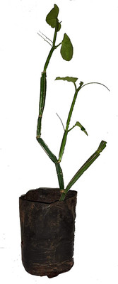 ADITYA GREEN PLANTS AGP Cissus Plant(Pack of 1)