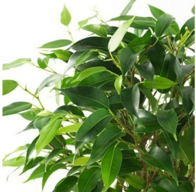 ADITYA GREEN PLANTS AGP Ficus Plant(Pack of 1)
