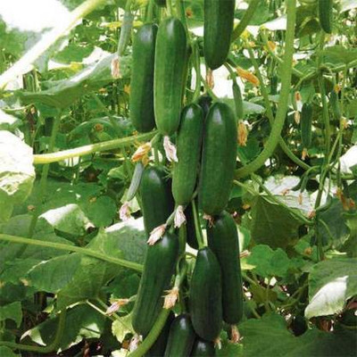 THAMMAR VNR KUMUD Kheera and cucumbers seed Seed (500 per packet) Seed(500 per packet)