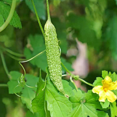 CYBEXIS LX-98 - Open Pollinated Bitter Gourd - (300 Seeds) Seed(300 per packet)