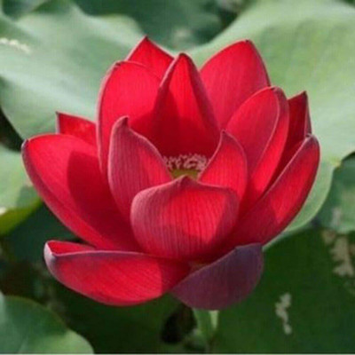 Sagarvanshi Red Lotus ( 10 Seed) Seed(10 per packet)