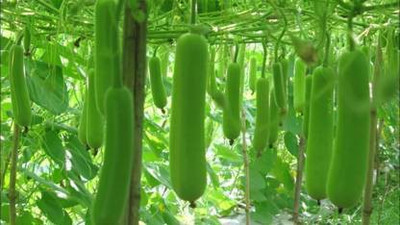 THAMMAR VNR Botlle Gourd (lokki) Vegetable Hybrid Seed (400 per packet) Seed(400 per packet)