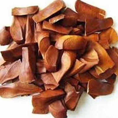 Graasland Swietenia Mahogany Seeds for Planting, Sky Fruit, Mahogany, 10 Seed per packet Seed(10 per packet)