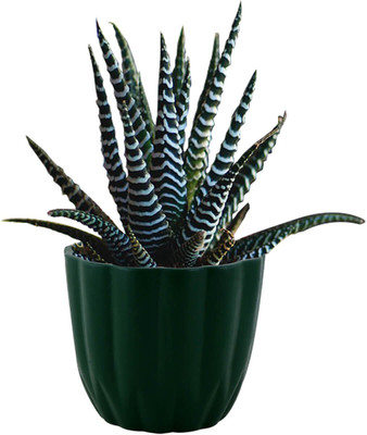 Lasaki Ruby Medium Ceramic Pot for Indoor Plants, Living Room Plant Container Set(Ceramic)