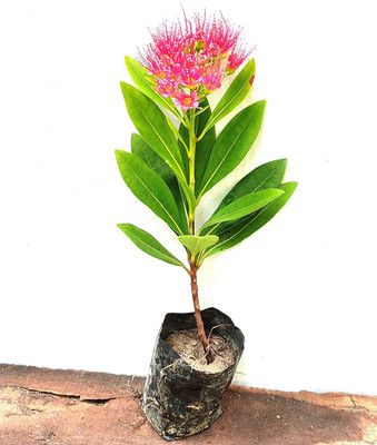 NATURE WISE YOU ZZ Plant(Hybrid, Pack of 1)