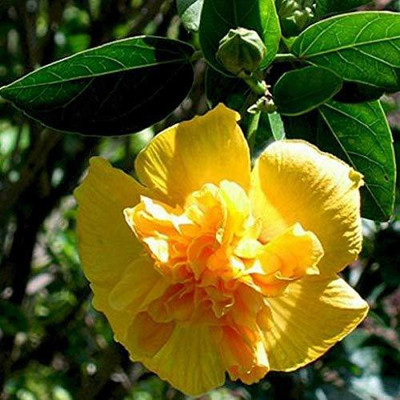 PLANTO FARM Hibiscus Gudhal Flower Plant(Hybrid, Pack of 1)