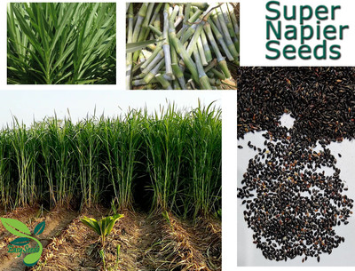 EasySeeds Super Napier Grass,Hybrid Grass,Australian Red Napier Grass,Elephant Grass Seed(200 per packet)