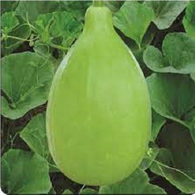 ALPINE HYBRID SEEDS Long Bottle gourdseeds,seeds,vegetbleseeds Seed(35 per packet)