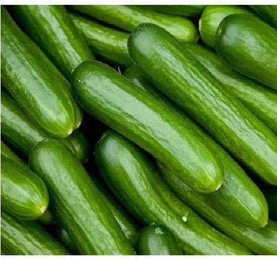 Advance seeds Cucumber Seed(50 per packet)