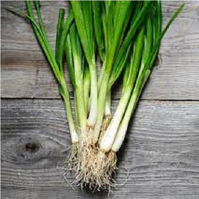 ALPINE HYBRID SEEDS Bunching onion Seed(50 per packet)