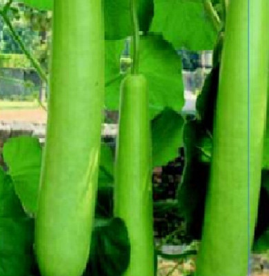 Advance seeds Long Bottle gourd Seed(10 per packet)
