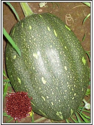 ALPINE HYBRID SEEDS Pumpkin Seed(10 per packet)