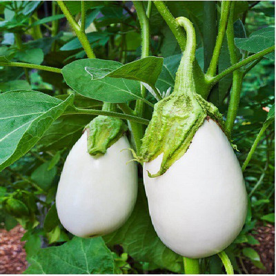 ALPINE HYBRID SEEDS White Brinjal Seed(100 per packet)