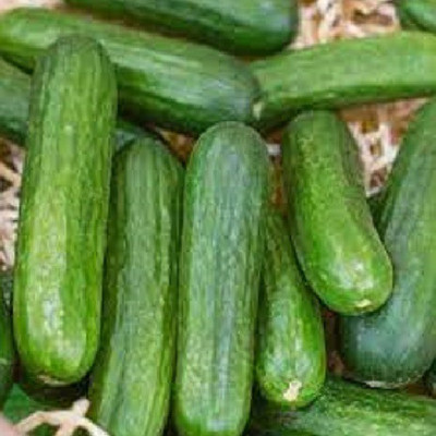 ALPINE HYBRID SEEDS Cucumber Seed(50 per packet)