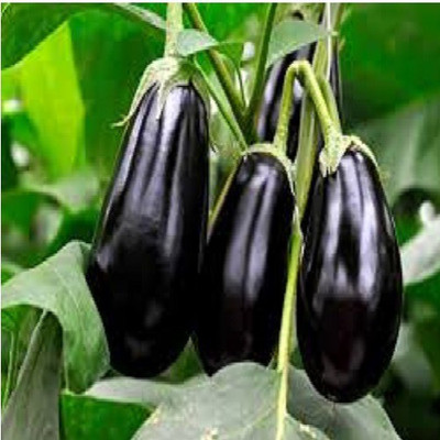 ALPINE HYBRID SEEDS Chu chu brinjal,seeds,vegetbleseeds Seed(50 per packet)