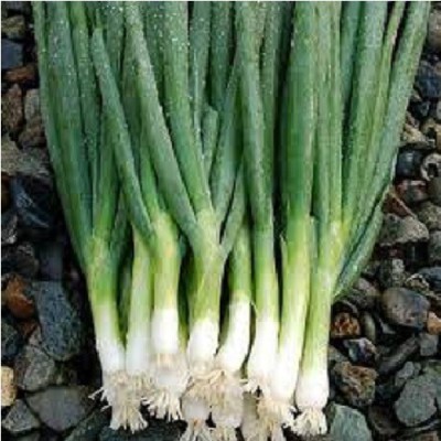 Advance seeds Bunching onion Seed(50 per packet)