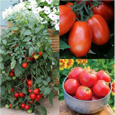 Qausain Tomato Seed(50 per packet)