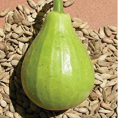 GARDENIFY INDIA lokee, Bottle Gourd Seed(50 per packet)