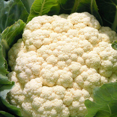 ALPINE HYBRID SEEDS Cauliflower Seed(50 per packet)