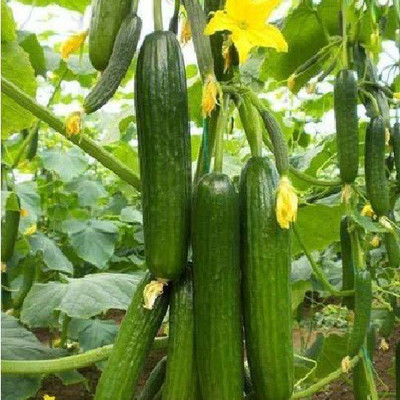 Qausain Cucumber Seed(50 per packet)