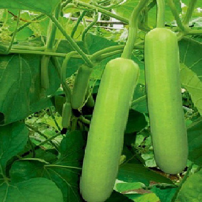 ALPINE HYBRID SEEDS Long Bottle gourd Seed(10 per packet)