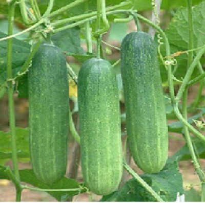 Advance seeds Cucumber Seed(50 per packet)