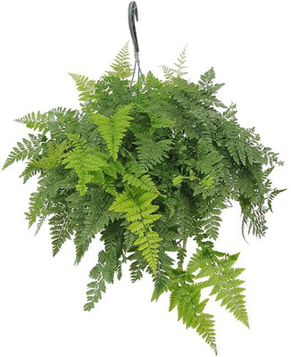 HERBALISM Davallia Fejeensis Plant(Pack of 1)