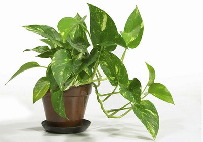 PB honey priya plant Money Plant(Hybrid, Pack of 1)