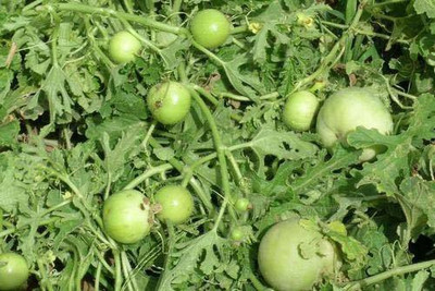 MKR Enterprises Round Gourd Seed(30 per packet)