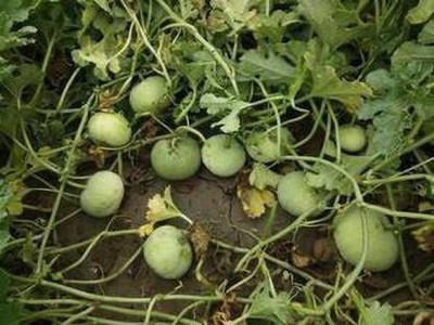 MKR Enterprises Round Gourd Seed(100 per packet)