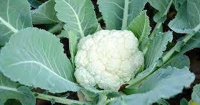 seedkart Phool Gobhi/Cauliflower Seed(30 per packet)