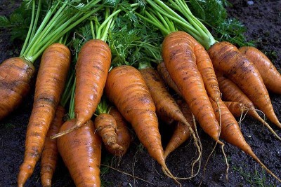 XOLDA Organic Carrot Plant Seed(82 per packet)