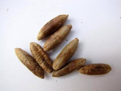 grassland Fruit Khajur seeds,Rare Phoenix Dactylifera Date Pam Seeds Pack of 100 Grm Seed(100 g)