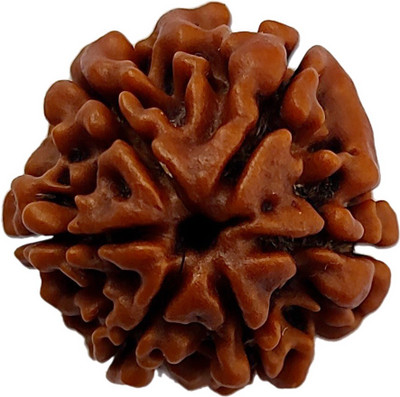 PRIYANSHU NAVRATN Lab Certified 6 Mukhi Rudraksha Original & Real Natural 6 Face Rudraksha Beads Beads Wood