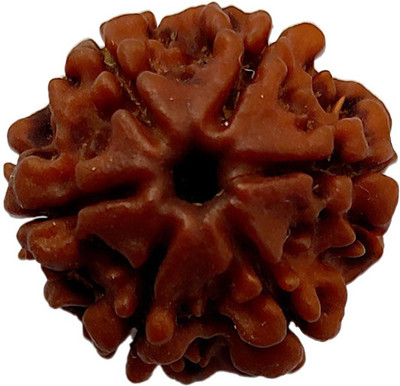 PRIYANSHU NAVRATN Natural 6 Face Rudraksha Beads Original & Real Natural Lab Certified 6 Mukhi Rudraksha Beads Man & Women Beads Wood