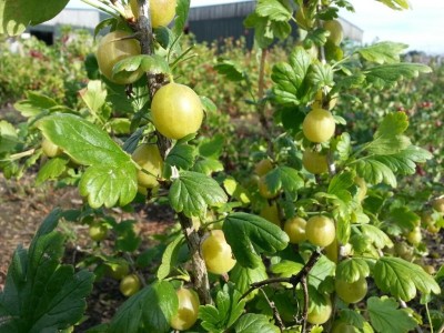 KUNUBON Amla Plant(Hybrid, Pack of 1)