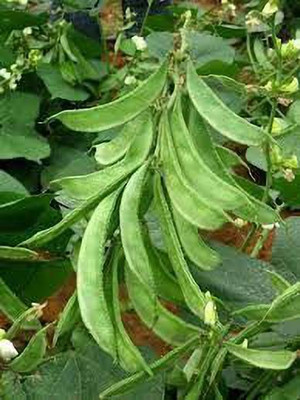 MKR Enterprises Sem Phali Seed(100 per packet)