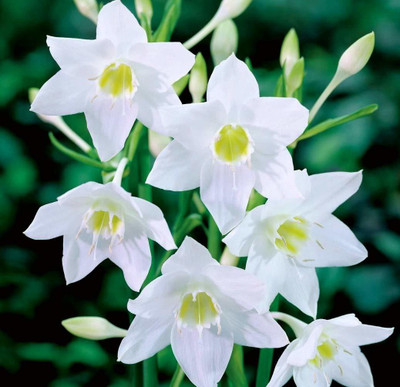 Audbhidhi Eucharis Lily Flower Bulbs Suitable for Your Garden Pack of 2 Bulbs Seed(2 per packet)