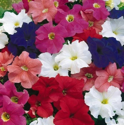 Mozette Petunia Mix flower Seed(32 per packet)