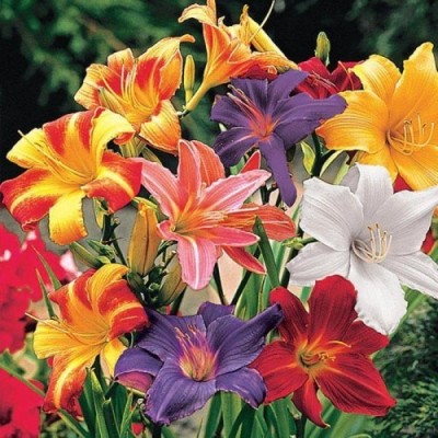 Audbhidhi Day Lily Mixed Imported Flower Bulbs All Season (Pack of 15 Bulbs) Seed(15 per packet)